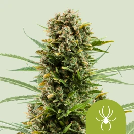 RQSAUT10014 - ROYAL QUEEN SEEDS - WHITE WIDOW AUTOMATIC FEM | 10 SEMILLAS