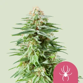 RQSFEM10002 - ROYAL QUEEN SEEDS - WHITE WIDOW FEM | 10 GRAINES