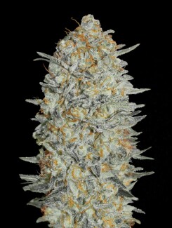 ADVSG33A0003 - ADVANCED SEEDS - AUTO GELATO #33 FEM | 3 SEMI