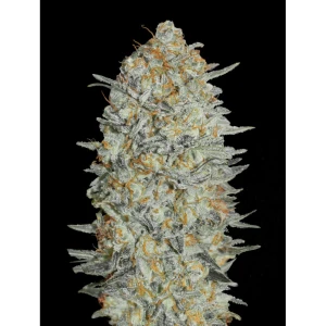 ADVSG33A0003 - ADVANCED SEEDS - AUTO ICE CREAM #33 FEM | 3 SEMILLAS