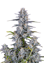 FB64AF001 - FAST BUDS - SUPER BOOF AUTO FEM | 1 SEME