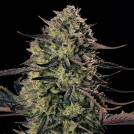 SILSSS-AGXA001-FR - SILENT SEEDS - ALIEN GAS XXL AUTO FEM | 3 SEMI