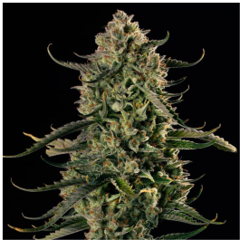 SILSSS-MDXA001-FR - SILENT SEEDS - MAC DAWG XXL AUTO FEM | 3 SEMI