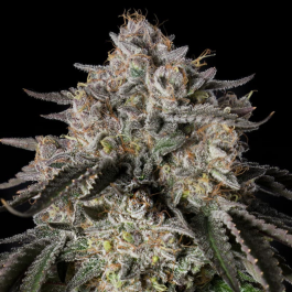 SILSSS-CEF001-FR - SILENT SEEDS - CHERRY ESSENCE FEM | 3 SEMI
