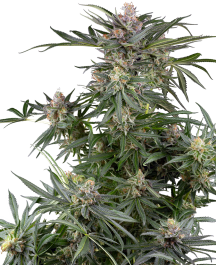 SS1530349 - SENSI SEEDS RESEARCH - DOSIMOSA FEM | 3 SEMI