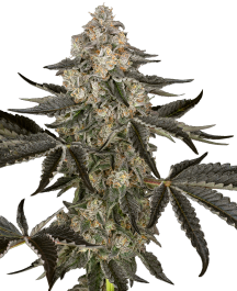 SS1530351 - SENSI SEEDS RESEARCH - SAUVIGNON BLANC AUTO FEM | 3 SEMI