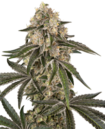 SS1560341 - SENSI SEEDS BANK - SUNSET PEACH FEM | 3 SEMI