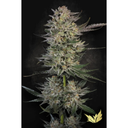 PSCBF003 - PARADISE SEEDS - CANDY BREATH FEM | 3 SEMI
