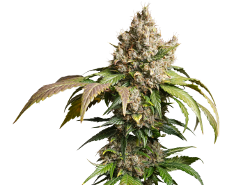 DP15132 - DUTCH PASSION -  AUTO RED TROPICANA COOKIES FEM | 3 SEMI