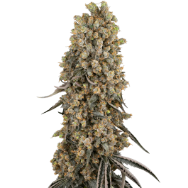 SS1560340 - SENSI SEEDS BANK - ATOMIC BLUE DREAM FEM | 3 SEMI
