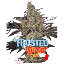 GHSCFGA003 - GREEN HOUSE SEED CO. - FROSTED GUAVA AUTO FEM | 3 SEMI