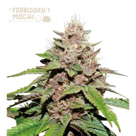 SSTKFMA0005 - SEEDSTOCKERS - FORBIDDEN MOCHI AUTO FEM (SUPERIOR) | 5 SEMI