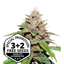 SSTKFMA0003 - SEEDSTOCKERS - FORBIDDEN MOCHI AUTO FEM (SUPERIOR) | 3+2 SEMI