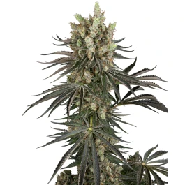 SS1530348 - SENSI SEEDS RESEARCH - SLAM DANK FEM | 3 SEEDS