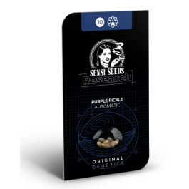SS1530350 - SENSI SEEDS RESEARCH - PURPLE PICKLE AUTO FEM | 3 SEMI