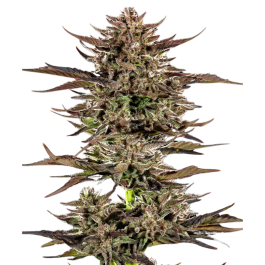 BF1003403 - BARNEY'S FARM - FROSTED ZINN X 3 BEARS OG AUTO FEM | 3 SEMI