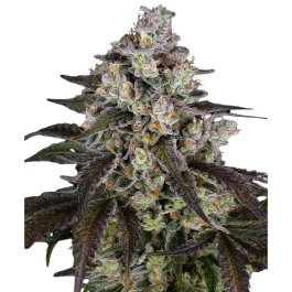 BF2008603 - BARNEY'S FARM - TRAINWRECK FEM | 3 SEMI