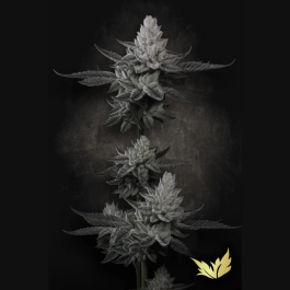 PSCHCK005 - PARADISE SEEDS - CHEM CAKE FEM | 5 SEMI