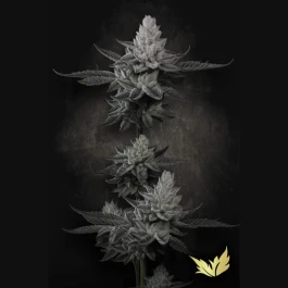 PSCHCK005 - PARADISE SEEDS - CHEM CAKE FEM | 5 SEEDS