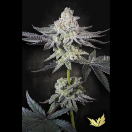 PSEE005 - PARADISE SEEDS - EMERALD ENVY FEM | 5 SEMI