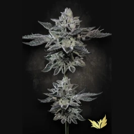 PSGF005 - PARADISE SEEDS - G-FORCE FEM | 5 SEEDS