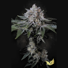 PSPF005 - PARADISE SEEDS - PEACH FROSTING FEM | 5 SEMI