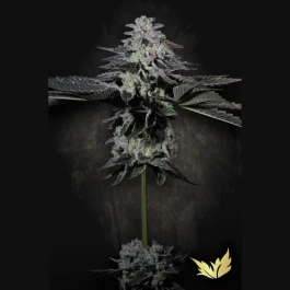 PSTC005 - PARADISE SEEDS - TROPICANA CRUSH FEM | 5 SEEDS