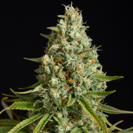 SILS003F05 - SILENT SEEDS - AMNESIA LEMON FEM | 5 SEMI