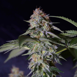 SILS005F03 - SILENT SEEDS - COOKIELATO FEM | 3 SEMI