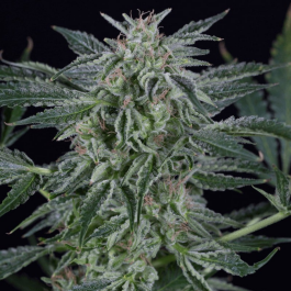 SILS014AF10 - SILENT SEEDS - CRITICAL JACK AUTO FEM | 10 SEMI
