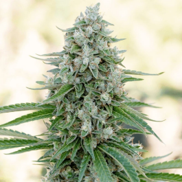 SILS001F10 - SILENT SEEDS - CRITICAL MANGO FEM | 10 SEMI