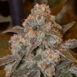 SILS019F05 - SILENT SEEDS - GORILLA FROST FEM | 5 SEMI