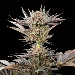 SILSSS-LT003-FR - SILENT SEEDS - LEMON TREE 2.0 FEM | 10 SEMI