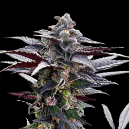 SILS025F05 - SILENT SEEDS - PINK SUNSET FEM | 5 SEMI