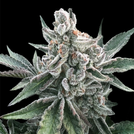 SILS028AF05 - SILENT SEEDS - POLAR GELATO AUTO FEM | 5 SEMI