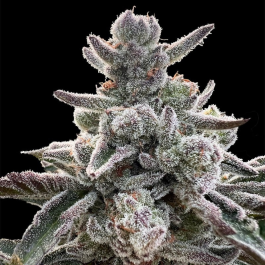 SILS026F05 - SILENT SEEDS - POLAR GELATO FEM | 5 SEMI