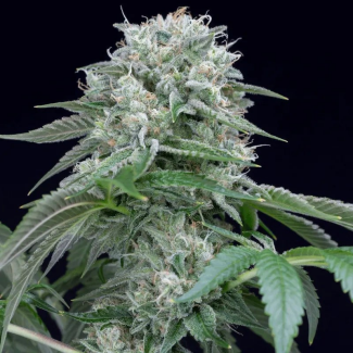 SILS004F03 - SILENT SEEDS - STARFIRE OG FEM | 3 SEMI