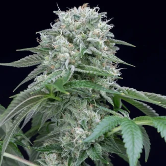 SILS004F03 - SILENT SEEDS - STARFIRE OG FEM | 3 SEEDS