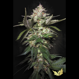 PS0439 - PARADISE SEEDS - AUTO KONG 4 FEM | 5 SEMI