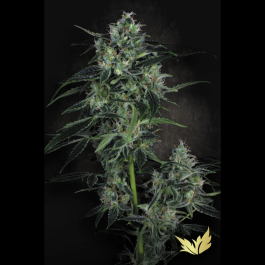 PS0330 - PARADISE SEEDS - AUTO WHITE BERRY FEM | 10 SEMI