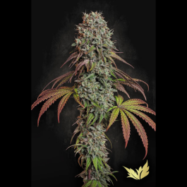 PS0455 - PARADISE SEEDS - BLUE GEM FEM | 5 SEMI