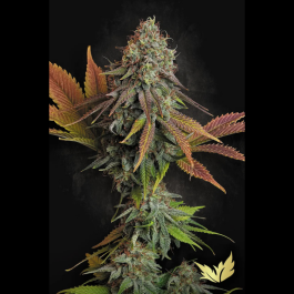 PS5037 - PARADISE SEEDS - CALIFORNIAN GOLD FEM | 50 SEMI
