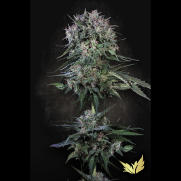 PSDF003 - PARADISE SEEDS - DOPPLER FEM | 3 SEMI