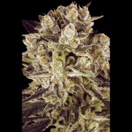 PS0431 - PARADISE SEEDS - DURGA MATA II CBD FEM | 5 SEMI
