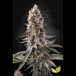 PS0440 - PARADISE SEEDS - EL DORADO OG FEM | 5 SEMI