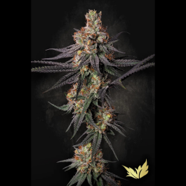 PS1055 - PARADISE SEEDS - GULUPA FEM | 10 SEMI