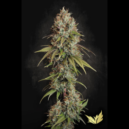 PS00554 - PARADISE SEEDS - HIGHWAY 66 FEM | 3 SEMI