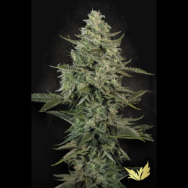 PSMCF003 - PARADISE SEEDS - MENDO CREME FEM | 3 SEMI
