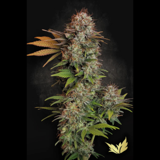 PS5003 - PARADISE SEEDS - NEBULA FEM | 50 SEMI