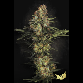 PS0526 - PARADISE SEEDS - ORIGINAL WHITE WIDOW IBL | 3 SEMI